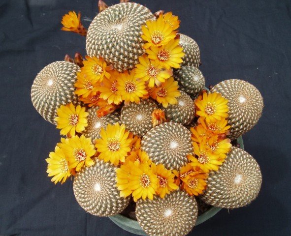 Sulcorebutia_arenacea_2